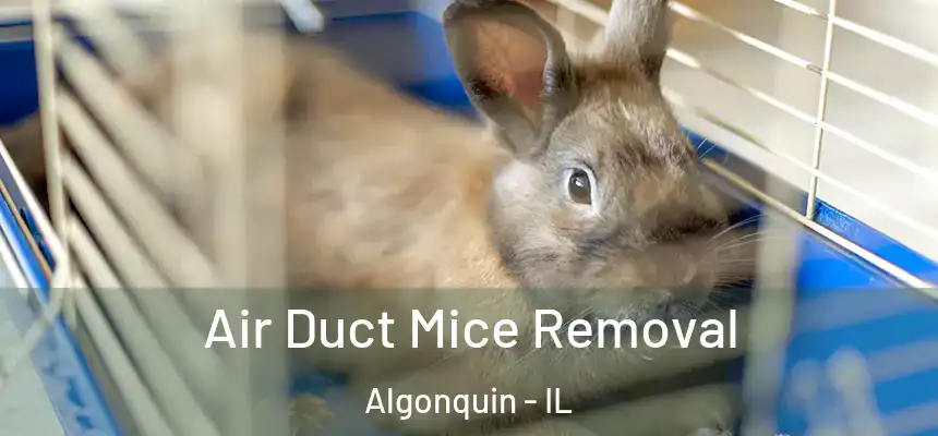 Air Duct Mice Removal Algonquin - IL