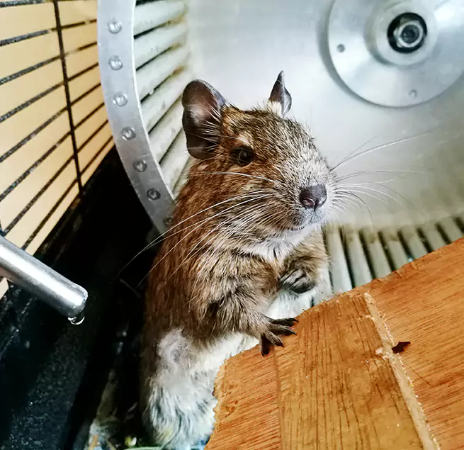 Why Homeowners & Businesses Trust Us Algonquin, IL